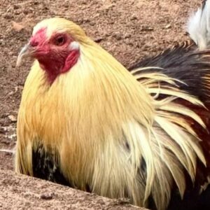 Fabio