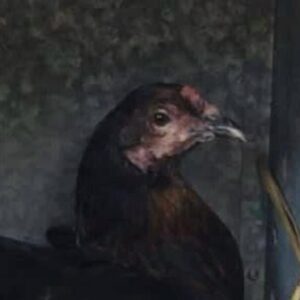 Henrietta