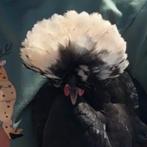 Karen 2