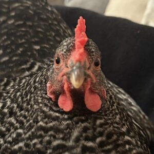 Pecky Becky